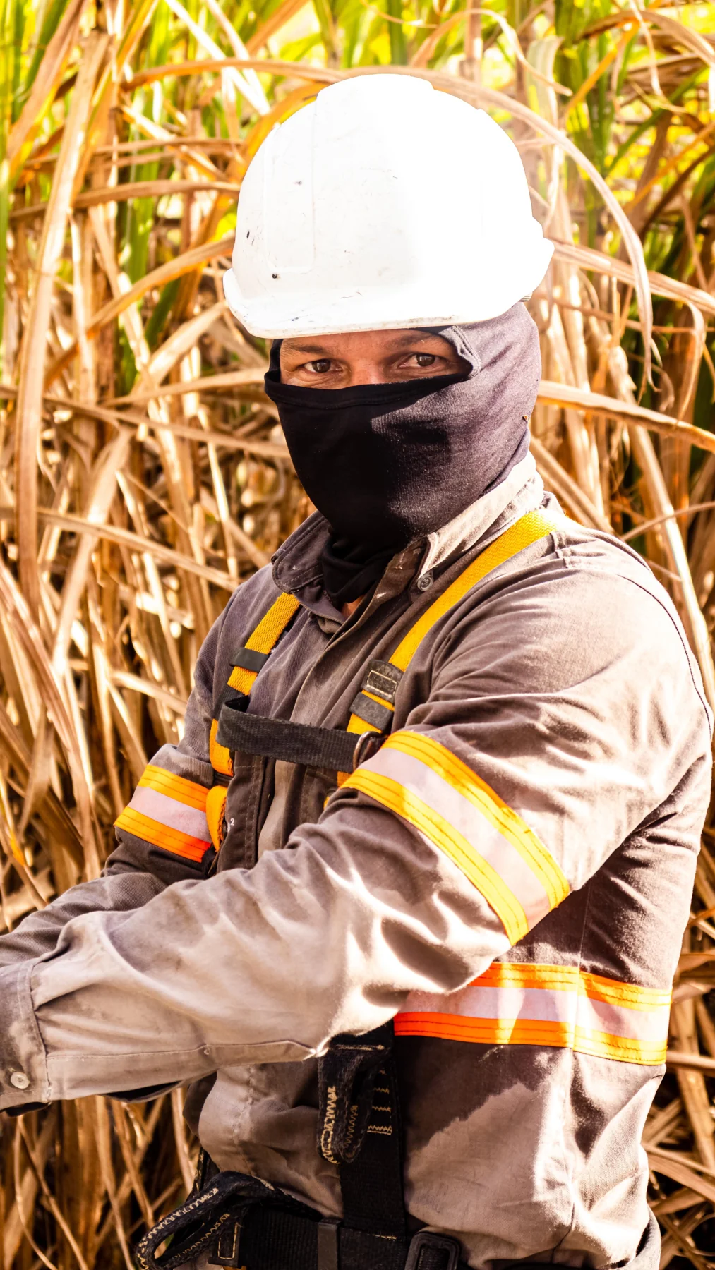 Profissional da equipe Voltec trabalhando em área de plantio de cana-de-açúcar